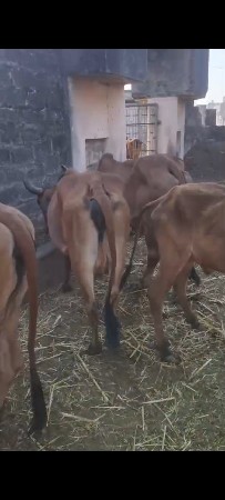 थंबनेल 3