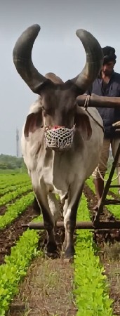 બળદ વેચવાનો છે