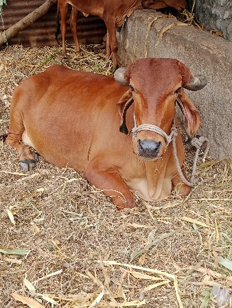ગાય વેચવાની છે