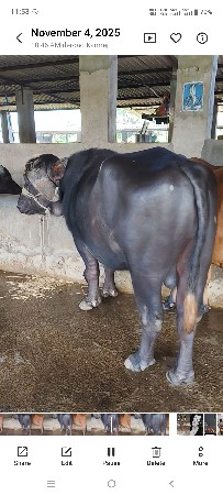 પાડો વેચવાનો છે