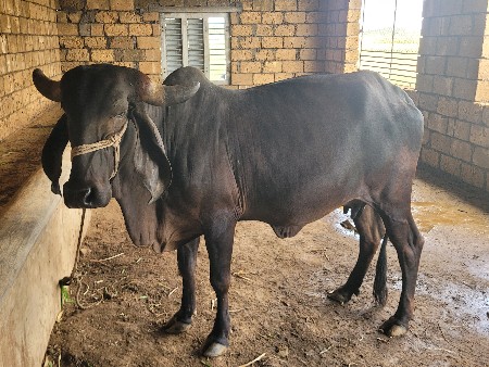 ગાય વેચવાની છે