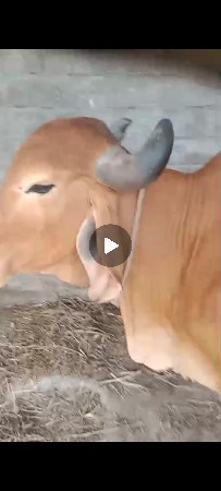 ગીર હોડકી છે