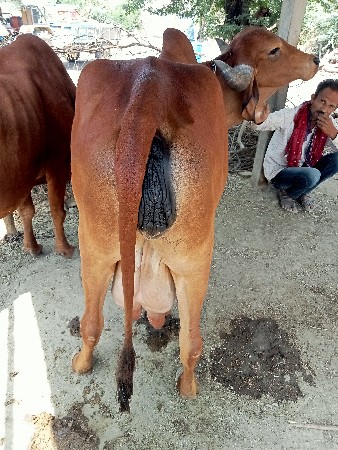 થંબનેલ 3