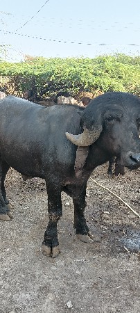 જાફરાબાદી પાડો