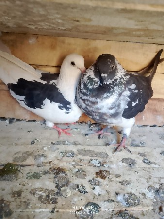 કબૂતર નો લાટ દેવાનો સે