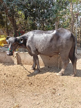 थंबनेल 2