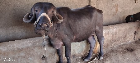 થંબનેલ 3