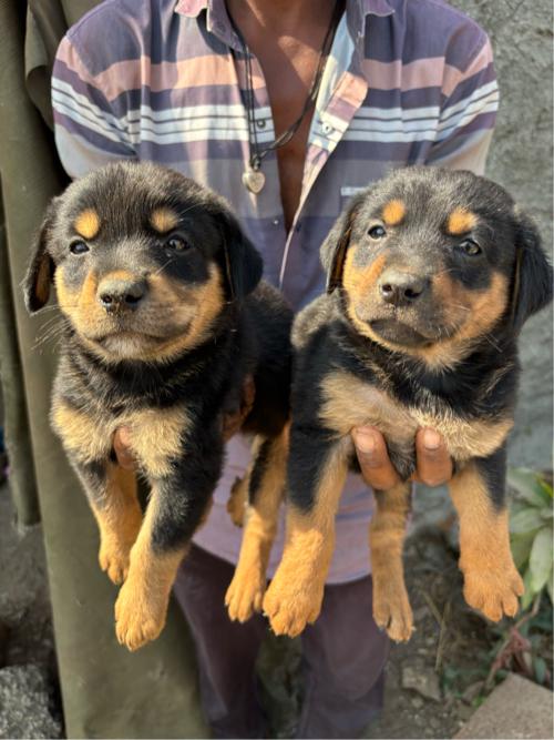 થંબનેલ 2