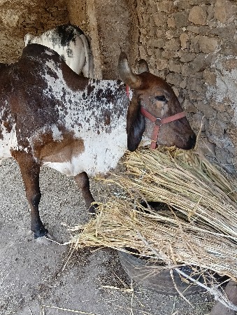 ગાય દેશી