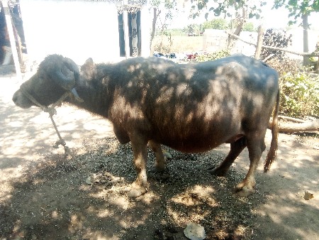 थंबनेल 3