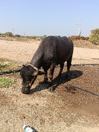 જોટો વેચવા નો છે