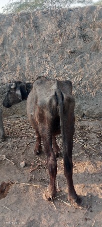 થંબનેલ 2