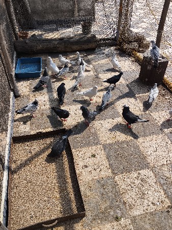 थंबनेल 2