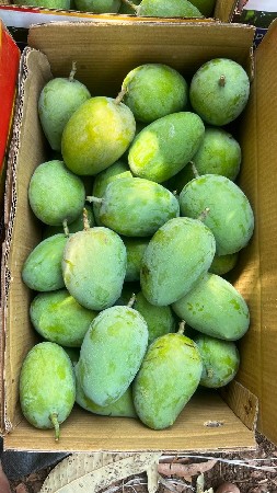 🥭તાલાલા ગીર ની કેસર કેરી 🥭