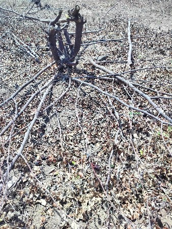 બોરડી નું બળતણ વેચવાનું છે.