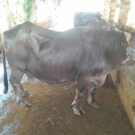 થંબનેલ 2