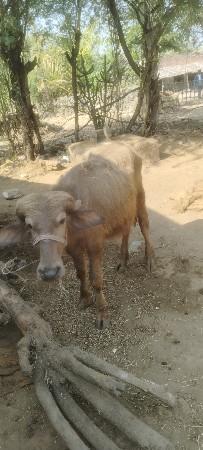 थंबनेल 3