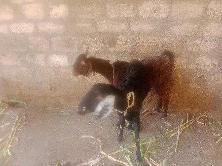 थंबनेल 3