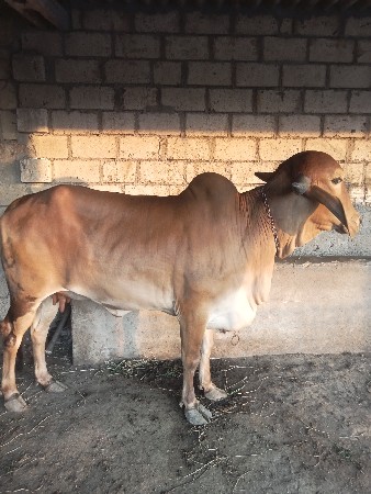 થંબનેલ 3