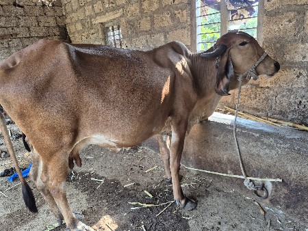 ગીર ગાય વેચવાની છે