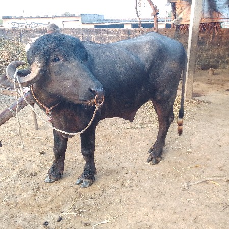 પાડો વેચવાનો છે