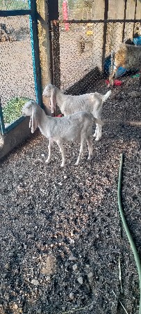 rajsthani bakrina bacha devana