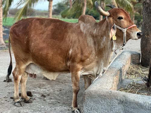 थंबनेल 3