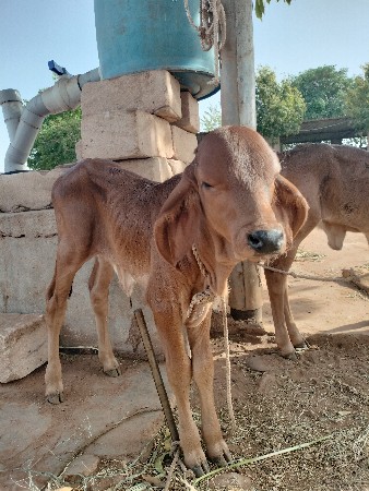 થંબનેલ 3