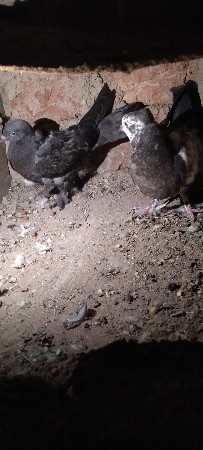 થંબનેલ 2