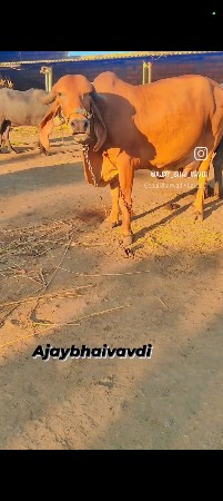 બીજા વેતર નિ હે