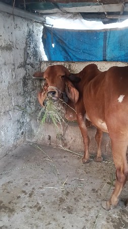 થંબનેલ 3