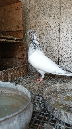 કલરો નર વ્હાઇટ આ સ👀 ફુલ ઉડાન💓