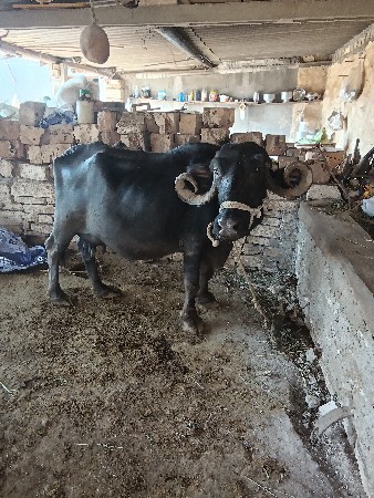 થંબનેલ 3