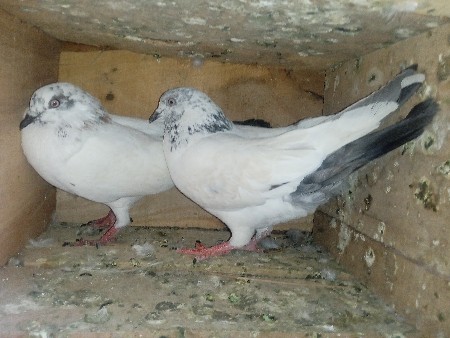 થંબનેલ 2