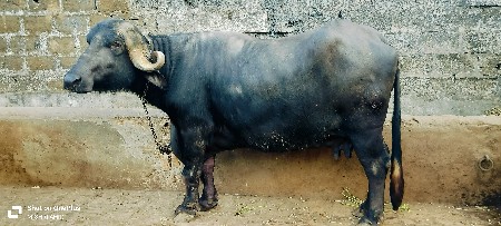 ભેંસ વેચવાની છે