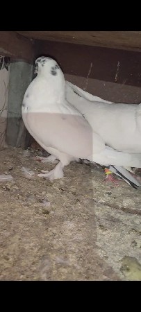 થંબનેલ 2