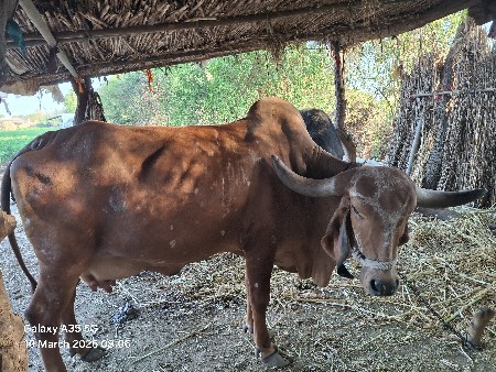ગાય વેચવાની છે