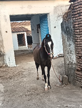 થંબનેલ 2