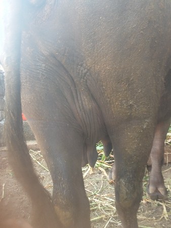 દેવાભાઈ સિધલ