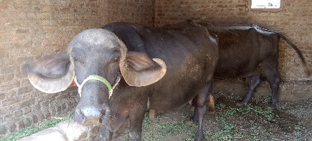 થંબનેલ 3