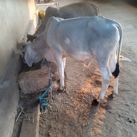 थंबनेल 3