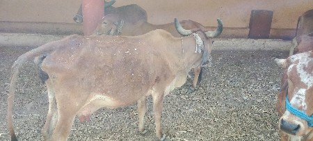 બે ગાય વેચવાની છે