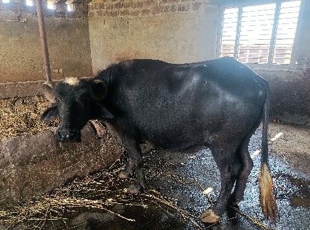 ત્રીજું વેતર 20 દિવસની કાચી