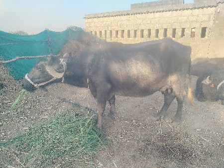 થંબનેલ 2