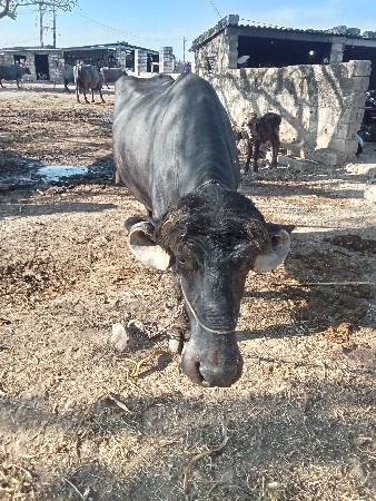 1 મહીના ગાભણ