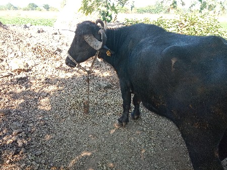 थंबनेल 3