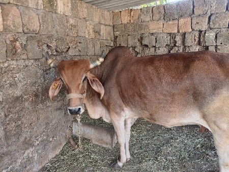 થંબનેલ 2