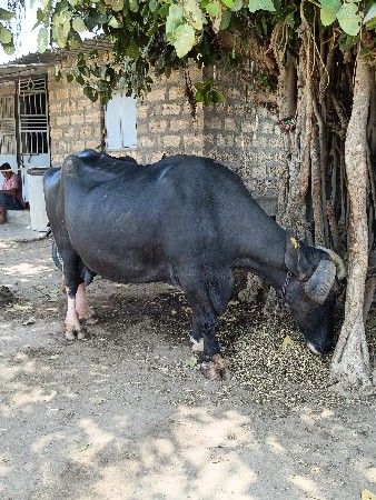 थंबनेल 3