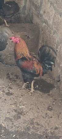 મરઘાં વેચવાના છે