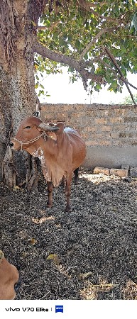 ગીર ગાય વેચવાની છે